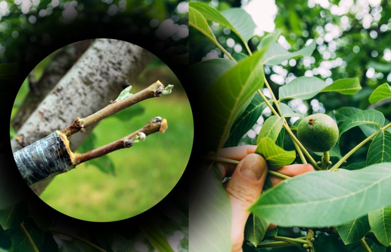 গ্রাফটিং করার জিনিসপত্র কোথায় পাবেন ?  কলম করতে কি কি প্রয়োজন  জানেন কি ?